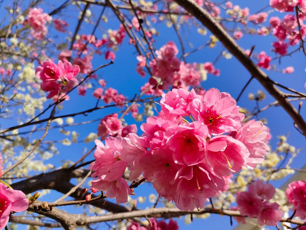 30种时令鲜花上市盒马 樱花桃树家里赏(图3)