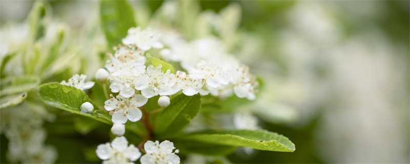 春天盛开的花都有哪些 春天盛开的花(图1)