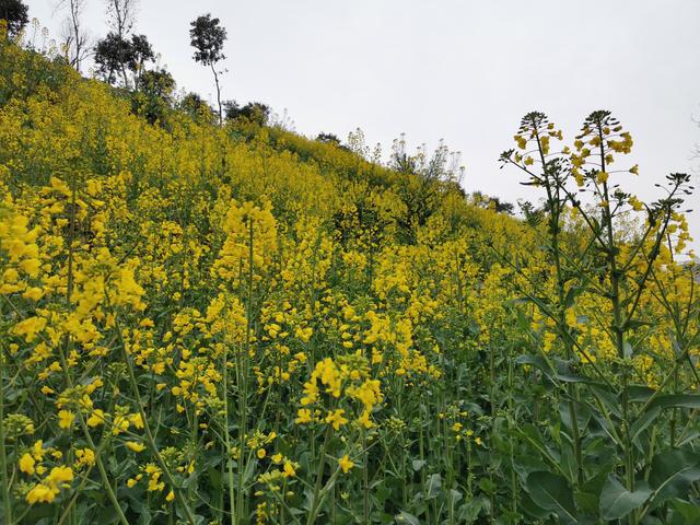 这些漂亮的花朵有没有你不认识的给你普及一下(图1)