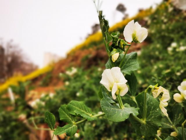 这些漂亮的花朵有没有你不认识的给你普及一下(图6)