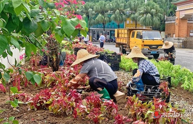 寸金桥公园布置鲜花迎国庆(图2)