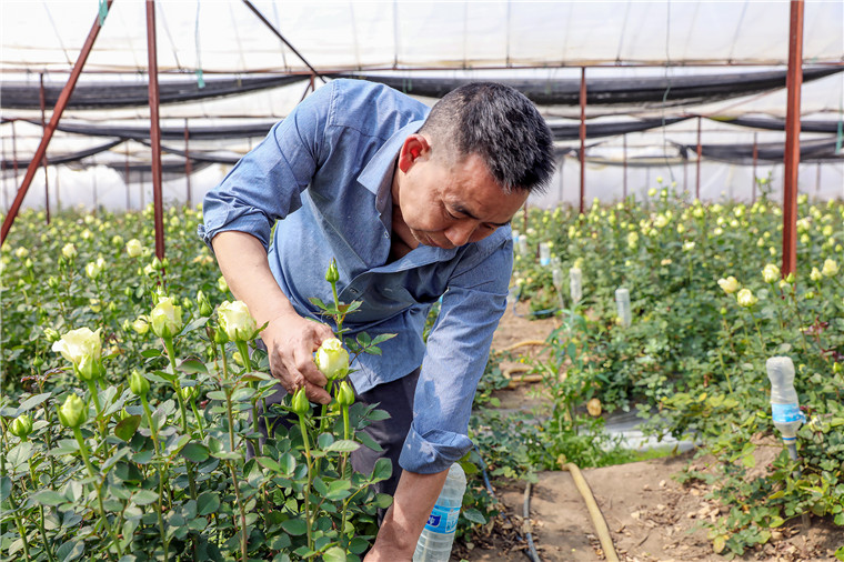 jn江南体育云南：鲜花“乘”火车花香飘四海江南体育app下载(图5)