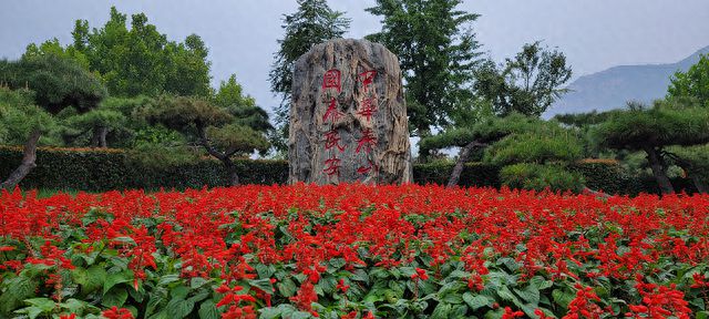 泰安市：鲜花绽放街头盛装喜迎节庆(图1)