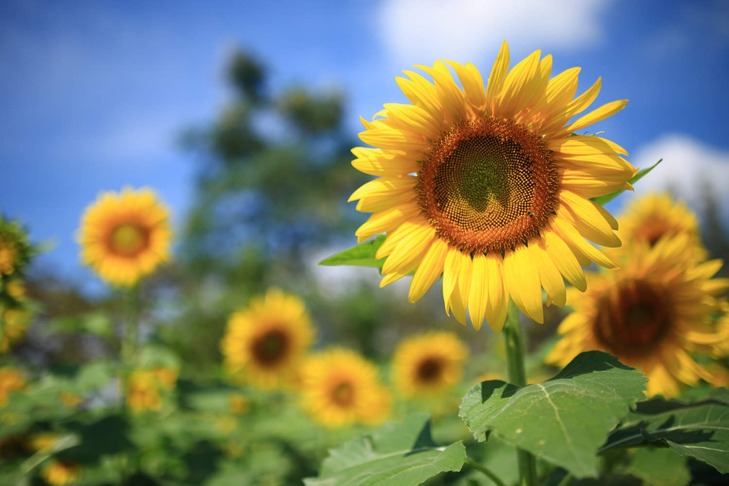 送朋友鲜花送什么花(图2)