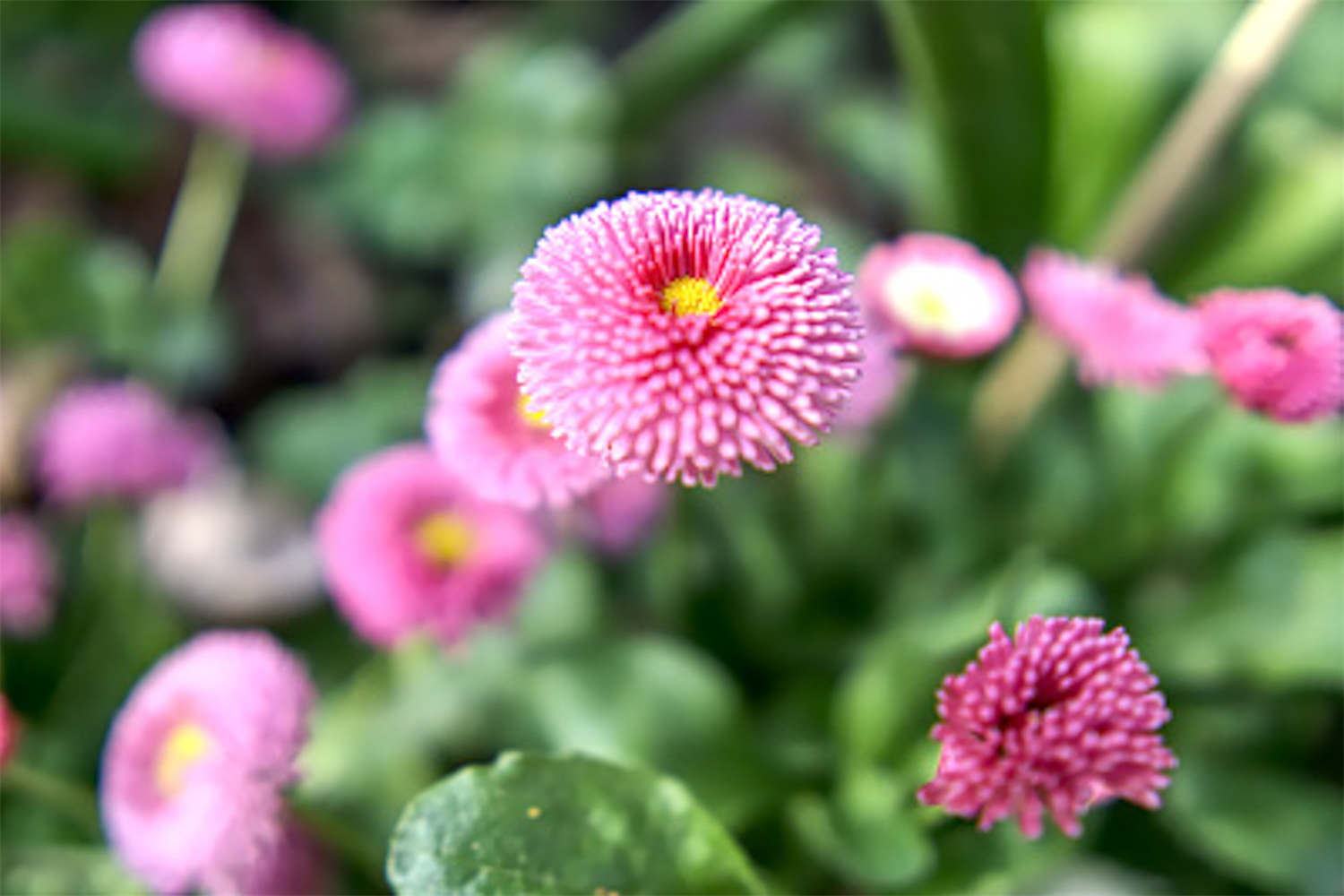 送朋友鲜花送什么花(图3)