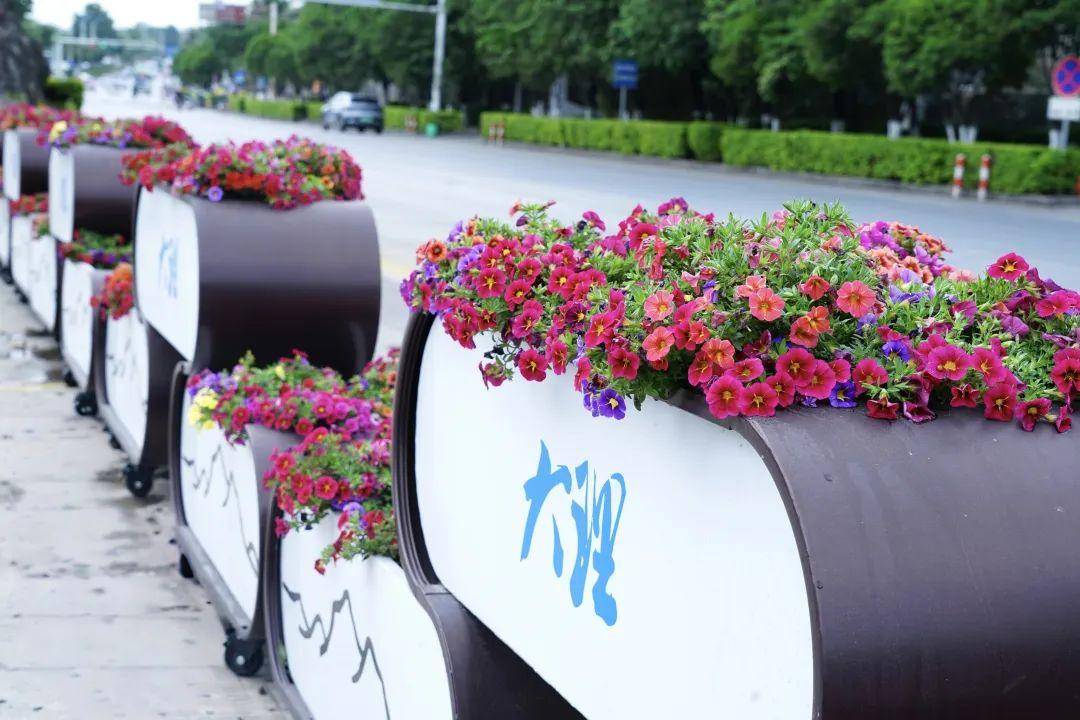 江南体育app下载jn江南体育鲜花扮靓城市大理“盛装”迎“双节”(图4)