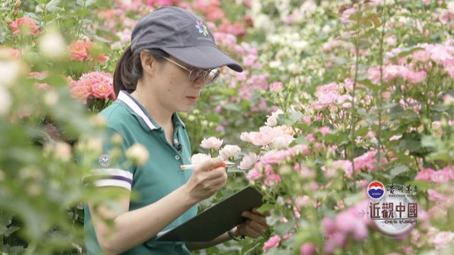 江南体育官方网站鲜花也有“中国芯”？一年超23亿支花的成交量如何完成？外国姑娘探访“亚洲花都”(图4)