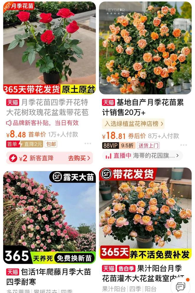 “鲜花脑袋”觉醒！你买了吗？(图8)